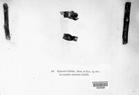 Sphaeria celtidis image